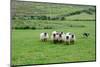 Sheep dog expertly guides sheep in rural County Mayo, Ireland.-Betty Sederquist-Mounted Photographic Print