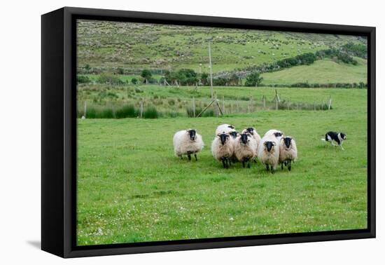 Sheep dog expertly guides sheep in rural County Mayo, Ireland.-Betty Sederquist-Framed Premier Image Canvas