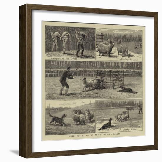 Sheep-Dog Trials at the Alexandra Palace-John Charles Dollman-Framed Giclee Print