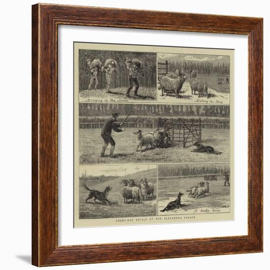 Sheep-Dog Trials at the Alexandra Palace-John Charles Dollman-Framed Giclee Print