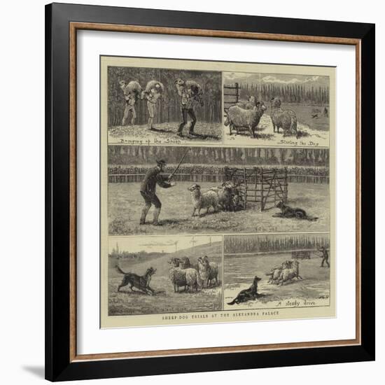 Sheep-Dog Trials at the Alexandra Palace-John Charles Dollman-Framed Giclee Print