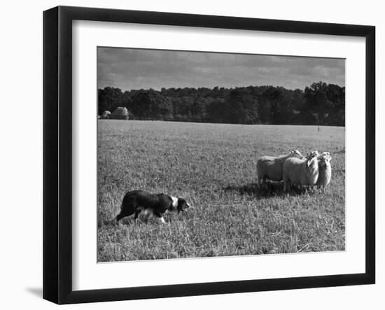 Sheep Dog Trials, Kent-null-Framed Photographic Print