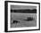 Sheep Dog Trials, Kent-null-Framed Photographic Print