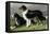 Sheep Dogs-Vero Shaw-Framed Stretched Canvas