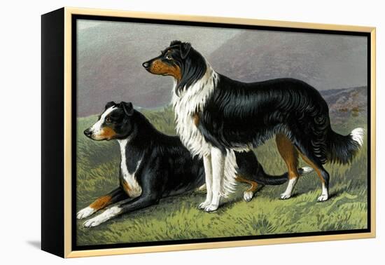 Sheep Dogs-Vero Shaw-Framed Stretched Canvas