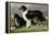 Sheep Dogs-Vero Shaw-Framed Stretched Canvas