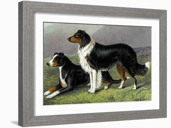 Sheep Dogs-Vero Shaw-Framed Art Print