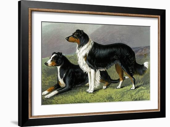 Sheep Dogs-Vero Shaw-Framed Art Print