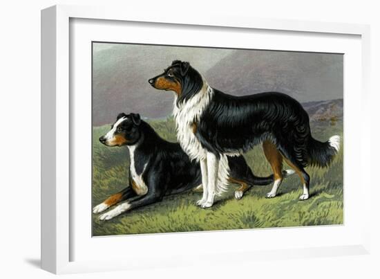 Sheep Dogs-Vero Shaw-Framed Art Print