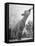 Sheep Drinking from a Bottle-Wallace Kirkland-Framed Premier Image Canvas