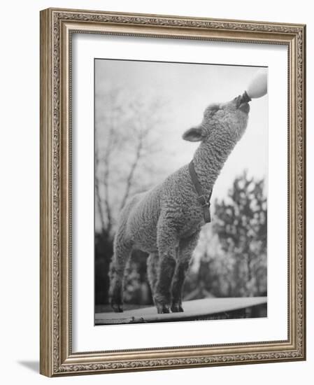 Sheep Drinking from a Bottle-Wallace Kirkland-Framed Photographic Print