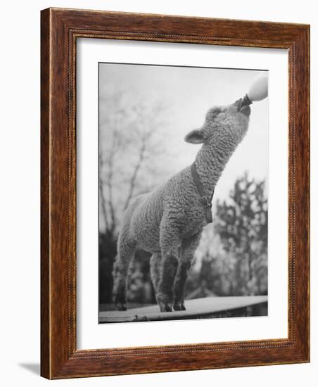 Sheep Drinking from a Bottle-Wallace Kirkland-Framed Photographic Print