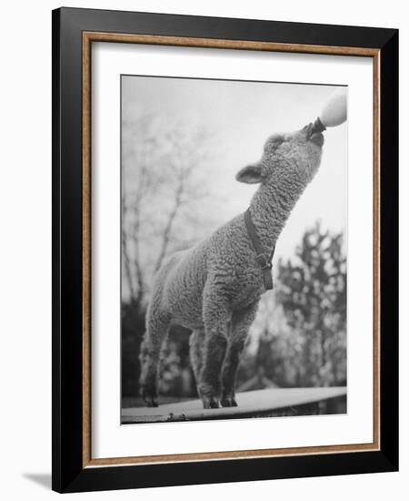 Sheep Drinking from a Bottle-Wallace Kirkland-Framed Photographic Print