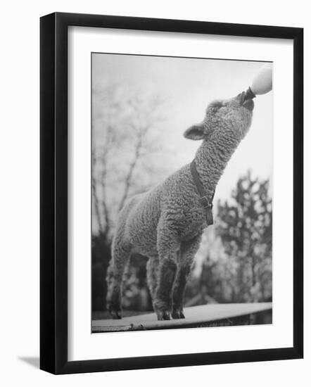 Sheep Drinking from a Bottle-Wallace Kirkland-Framed Photographic Print