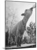Sheep Drinking from a Bottle-Wallace Kirkland-Mounted Photographic Print
