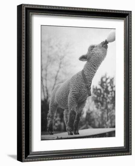 Sheep Drinking from a Bottle-Wallace Kirkland-Framed Photographic Print