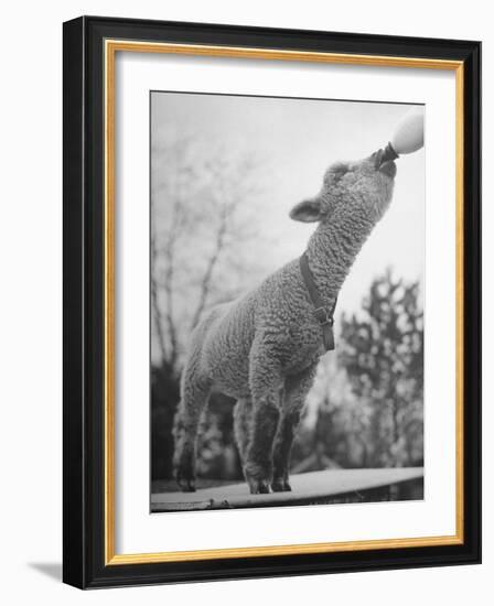 Sheep Drinking from a Bottle-Wallace Kirkland-Framed Photographic Print