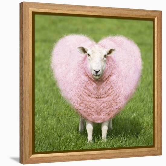 Sheep Ewe Pink Heart Shaped Wool-null-Framed Premier Image Canvas