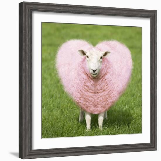 Sheep Ewe Pink Heart Shaped Wool-null-Framed Photographic Print