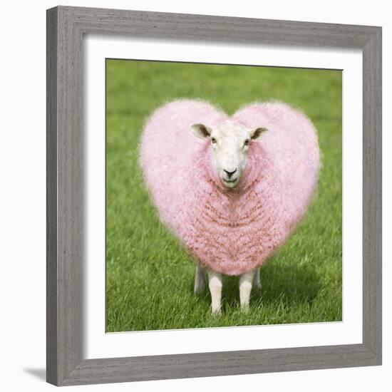 Sheep Ewe Pink Heart Shaped Wool-null-Framed Photographic Print