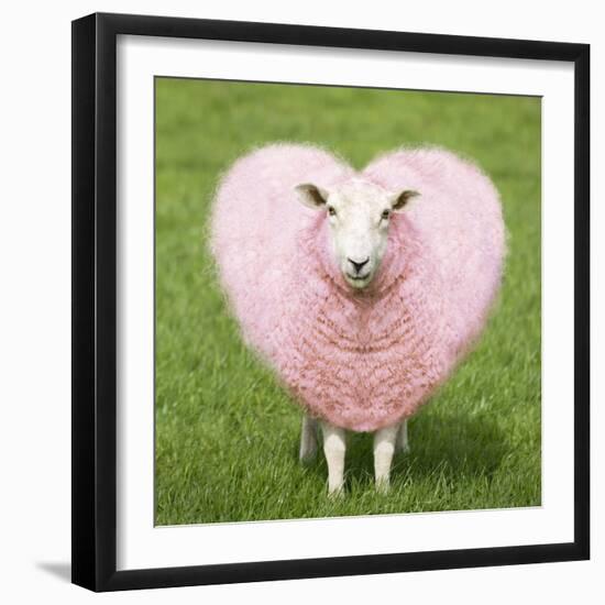 Sheep Ewe Pink Heart Shaped Wool-null-Framed Photographic Print