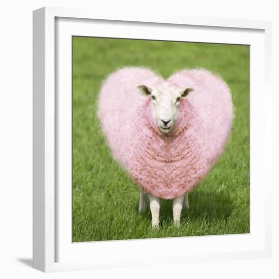 Sheep Ewe Pink Heart Shaped Wool-null-Framed Photographic Print