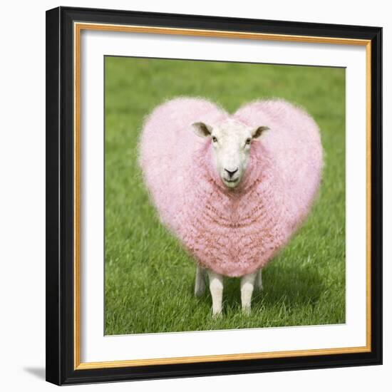 Sheep Ewe Pink Heart Shaped Wool-null-Framed Photographic Print