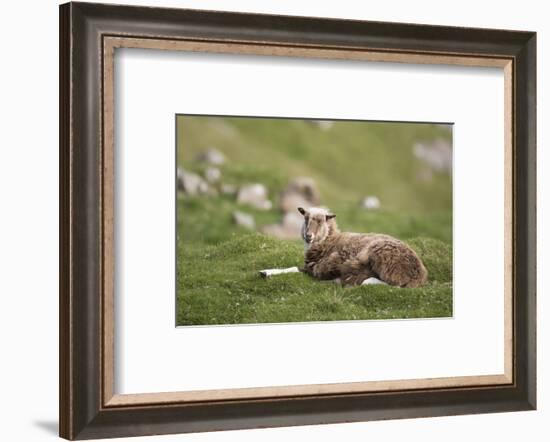 Sheep, Faeroese,-olbor-Framed Photographic Print