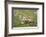 Sheep, Faeroese,-olbor-Framed Photographic Print