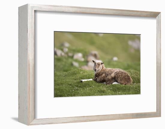 Sheep, Faeroese,-olbor-Framed Photographic Print