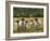 Sheep Family I-Ethan Harper-Framed Premium Giclee Print