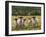 Sheep Family I-Ethan Harper-Framed Premium Giclee Print