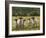 Sheep Family I-Ethan Harper-Framed Premium Giclee Print