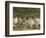 Sheep Family II-Ethan Harper-Framed Art Print