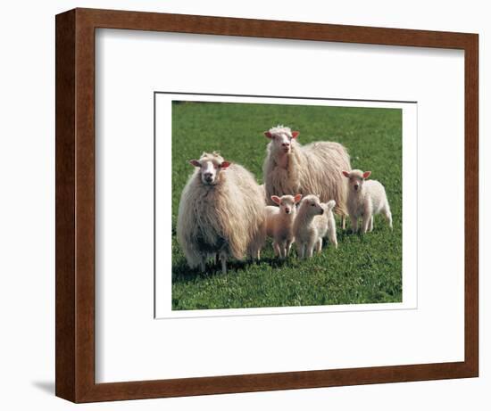 Sheep Family-null-Framed Art Print
