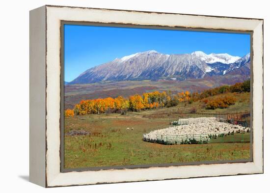 Sheep Farm near Kebler Pass in Colorado-SNEHITDESIGN-Framed Premier Image Canvas