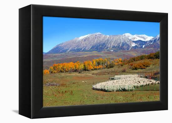 Sheep Farm near Kebler Pass in Colorado-SNEHITDESIGN-Framed Premier Image Canvas
