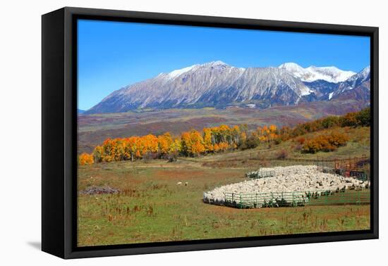 Sheep Farm near Kebler Pass in Colorado-SNEHITDESIGN-Framed Premier Image Canvas