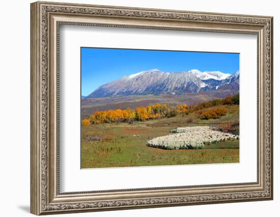 Sheep Farm near Kebler Pass in Colorado-SNEHITDESIGN-Framed Photographic Print