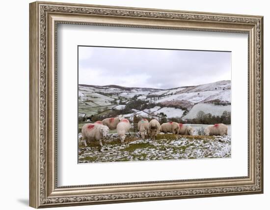 Sheep Feed on High Moorland in a Wintry Landscape in Powys, Wales, United Kingdom, Europe-Graham Lawrence-Framed Photographic Print