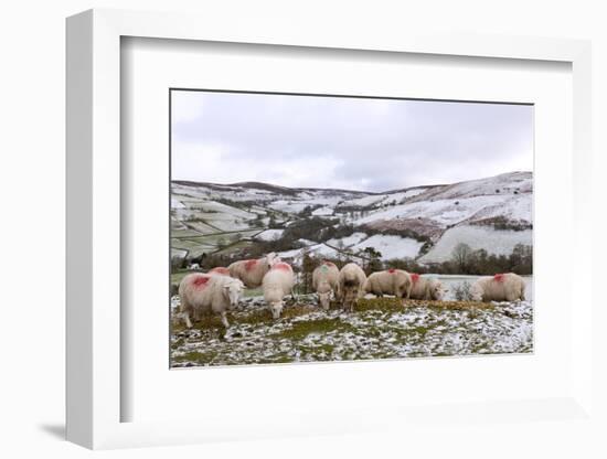 Sheep Feed on High Moorland in a Wintry Landscape in Powys, Wales, United Kingdom, Europe-Graham Lawrence-Framed Photographic Print