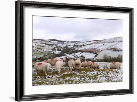 Sheep Feed on High Moorland in a Wintry Landscape in Powys, Wales, United Kingdom, Europe-Graham Lawrence-Framed Photographic Print