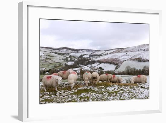 Sheep Feed on High Moorland in a Wintry Landscape in Powys, Wales, United Kingdom, Europe-Graham Lawrence-Framed Photographic Print