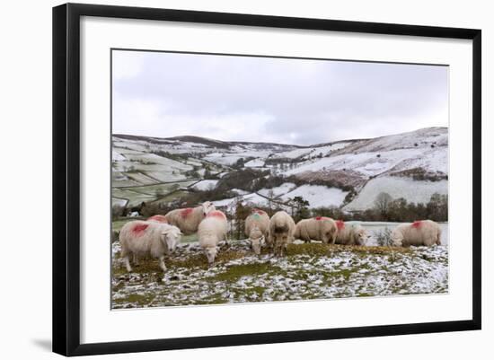 Sheep Feed on High Moorland in a Wintry Landscape in Powys, Wales, United Kingdom, Europe-Graham Lawrence-Framed Photographic Print