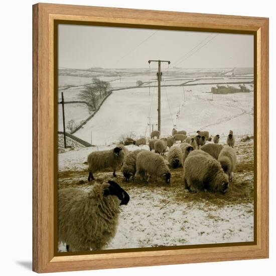 Sheep Feeding On Straw in Snowy Landscape. Ponden Moor, 1987-Fay Godwin-Framed Premier Image Canvas