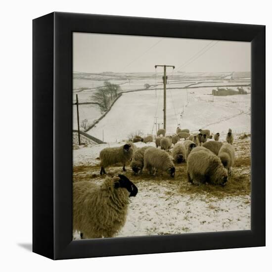 Sheep Feeding On Straw in Snowy Landscape. Ponden Moor, 1987-Fay Godwin-Framed Premier Image Canvas