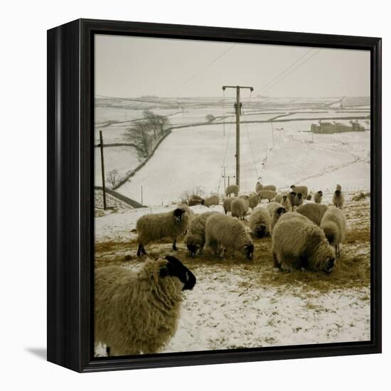 Sheep Feeding On Straw in Snowy Landscape. Ponden Moor, 1987-Fay Godwin-Framed Premier Image Canvas