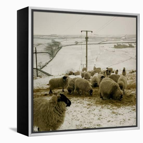 Sheep Feeding On Straw in Snowy Landscape. Ponden Moor, 1987-Fay Godwin-Framed Premier Image Canvas