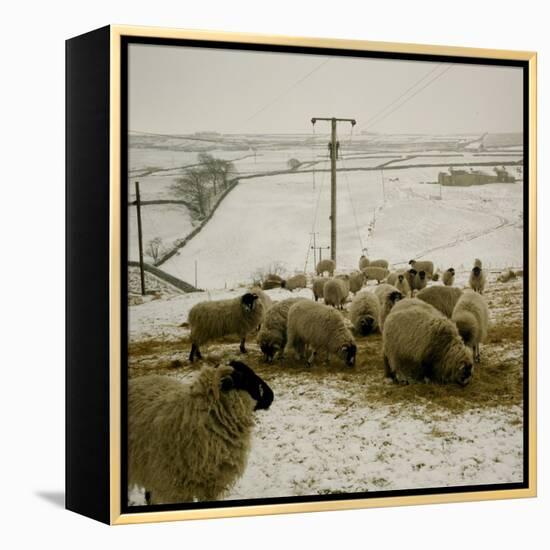 Sheep Feeding On Straw in Snowy Landscape. Ponden Moor, 1987-Fay Godwin-Framed Premier Image Canvas