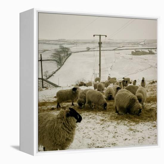 Sheep Feeding On Straw in Snowy Landscape. Ponden Moor, 1987-Fay Godwin-Framed Premier Image Canvas